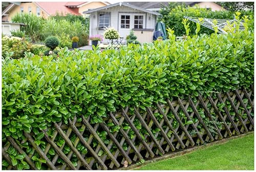Stauden Gänge 100 x Prunus laurocerasus 'Rotundifolia' (Gehölz/Heckenpflanze/Winterhart/Mehrjährig/Immergrün) Kirschlorbeer - Vielseitig, robust und immer ein Blickfang