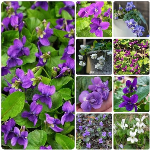 duftveilchen samen mehrjährig hochbeet samen, pflanzen für sonnige plätze duftveilchen pflanzen kräutergarten küche gartenpflanzenn steingartenpflanzen winterhart gartenblumen bio 200pcs