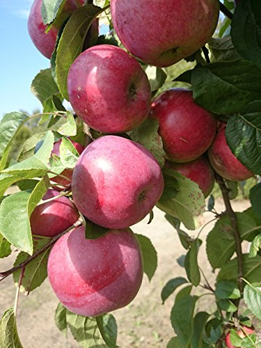 Malus domestica 'Jamba' 130–150 cm – Winterhart, Mehrjährig – Apfelbaum – Obstbaum für Garten & Ernte