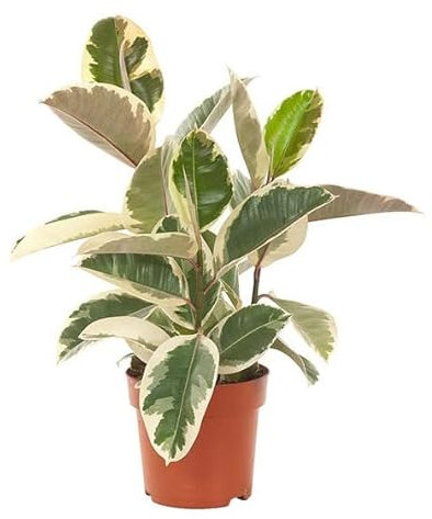 Ficus Tineke Árbol Natural de Hojas Variegatas