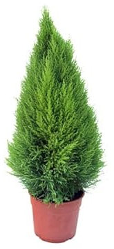 Golden Crest Natural - Cupressus Macrocarpa- Árbol de Exterior