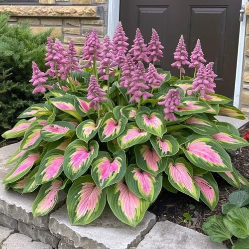 Bulbos de hosta-Ecologización-sistentes al frío y tolerantes a la sombra-8 bulbo
