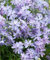 SVI Fresh 50 pezzi Phlox Drummondii giardino della casa seme di fiore per l'impianto di lavanda luce