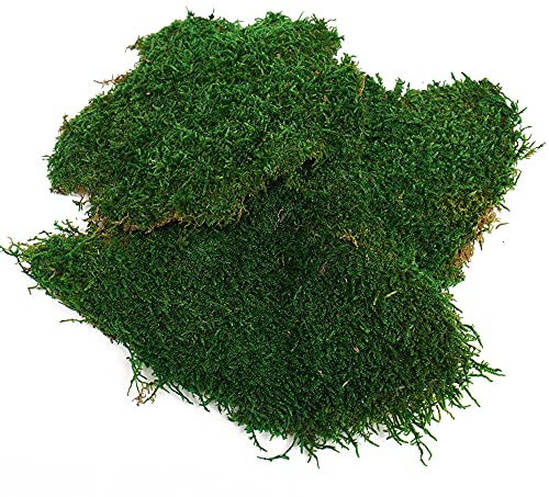 Eurofoto Plattenmoos konserviert - 250g Flachmoos für Moosbilder und Mooswände - Moosmatten zur Dekoration - Farbe Grün