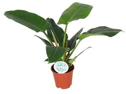 Baumfreund – Philodendron Imperial Green – Pianta d'appartamento – Ø 17 cm – 50 cm