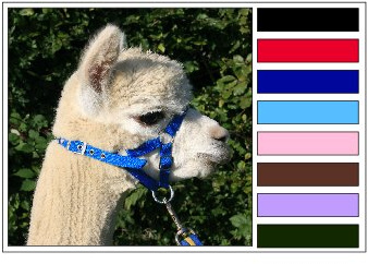 Alpaca/Cria Halter/Headcollar Extra Small ROYAL BLUE