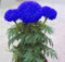 Kalash Nuovi 200 pc Marigold Tagetes semi Erecta dei fiori per giardinaggio blu