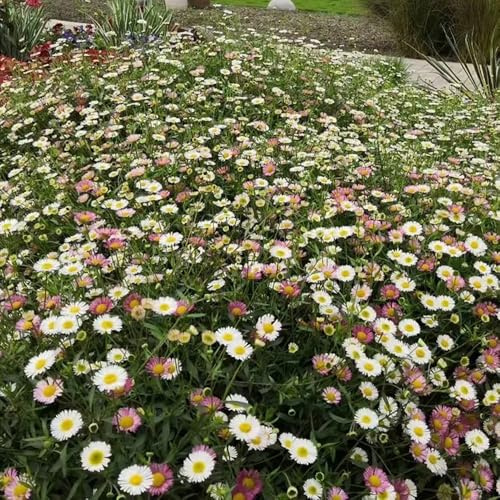 Semi di margherita spagnola resistenti, erigeron karvinskiano, rare, decorazione soggiorno da balcone perenni resistenti 400pcs