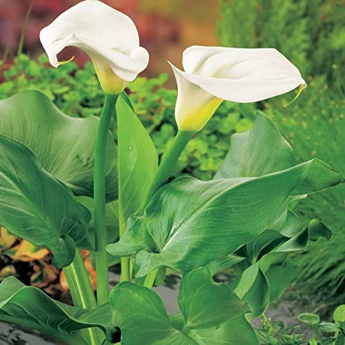 Bulbi di giglio di calla fiori squisito perenni regalo recisi-5 Bulbis,B