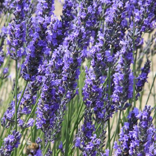 100 Stück/Beutel Lavendel Lavandula-Samen Immergrüne volle Sonne Gute Ernte Bonsai-Gartenblumensamen für Hofsamen zum Pflanzen jetzt Lavendelsamen