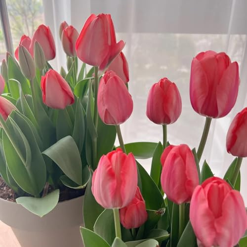 bulbi di tulipano perenni resistenti - esotiche balcone 3pcs