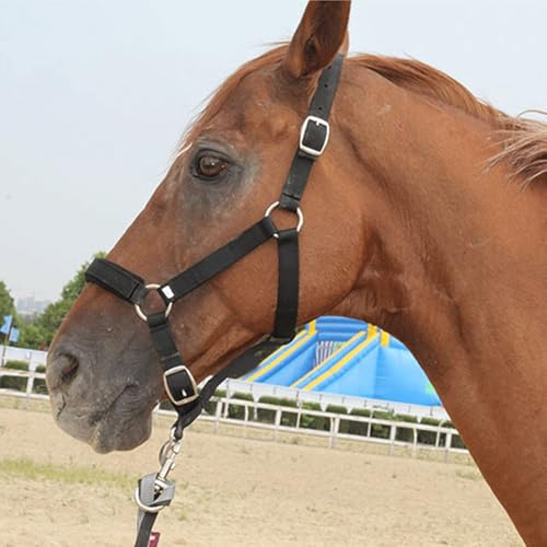 Namvo Caballo Halter Brida con rienda, ajustable Cabalgas de alta densidad 5 mm engrosadas correas con suave y grueso control de cojín Halter Riding Accesorios