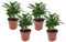 Plant in a Box - Coffea arabica - Pianta di caffè - Set di 4 - Vaso 12cm - Altezza 25-40cm - Piante da appartamento - Pianta verde