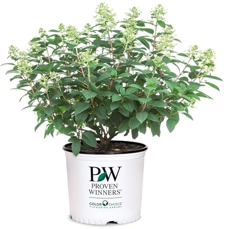 Proven Winners 2 Gal. Tiny Quick Fire Hydrangea Shrub