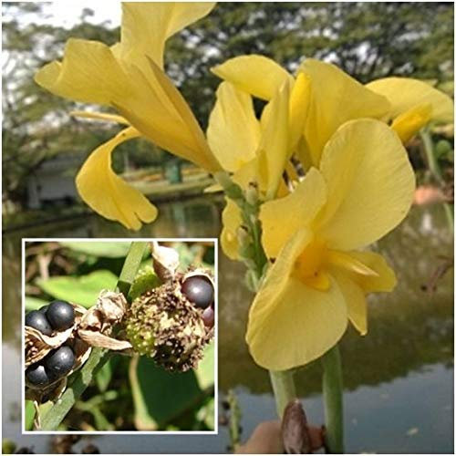 Germination Les graines: 40 graines: USA Heirloom Organic Golden Delicious Pommier 10-80 Seeds