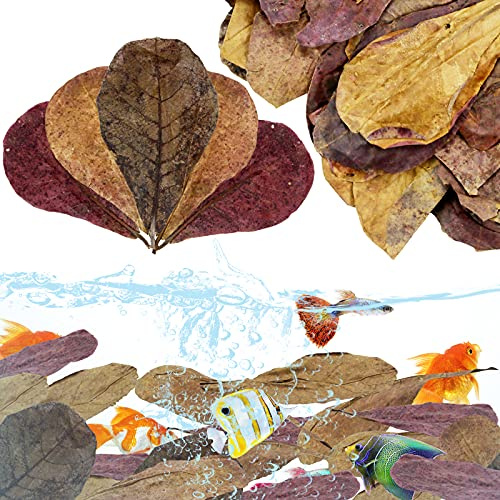 LeonBach 100 Pcs Indian Almond Leaves for Aquariums, 5-8 Inches