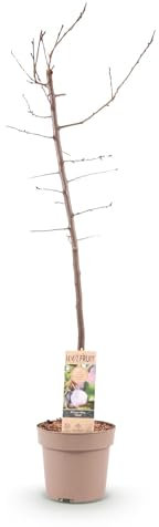 Pflaumenbaum – Prunus domestica 'Opal' – ca. 90 cm hoch – Topf Ø21 cm – gelb-rote Früchte – selbstfruchtend & ertragreich – Obstbaum für Garten & Terrasse