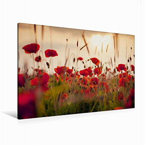 Premium Textil-Leinwand 120 x 80 cm Quer-Format Mohnblumen im Abendlicht | Wandbild, HD-Bild auf Keilrahmen, Fertigbild auf hochwertigem Vlies, Leinwanddruck von Lain Jackson