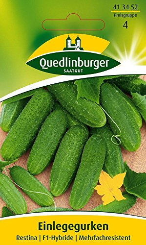 Gurkensamen - Einlegegurke Restina F1 von Quedlinburger Saatgut