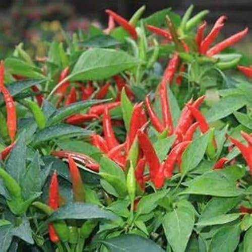 Birds Eye Chili Pepper Seeds - Small Pointy Spicy Chillies Quality Heirloom Seed