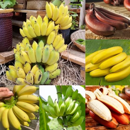Semi di banana, comprare semi da frutto nani resistenti per esterni frutteto per il giardino esotiche 120pcs