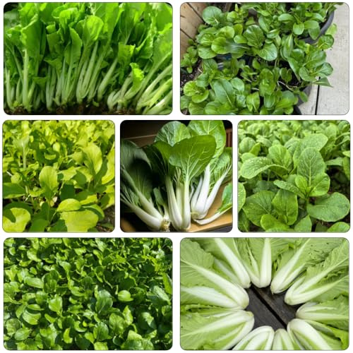 Semi di pak choi, cavolo cinese alla senape in vaso di vecchie varietà vecchie varietà da orto da balcone decorazione rara appartamento esotiche 300pcs