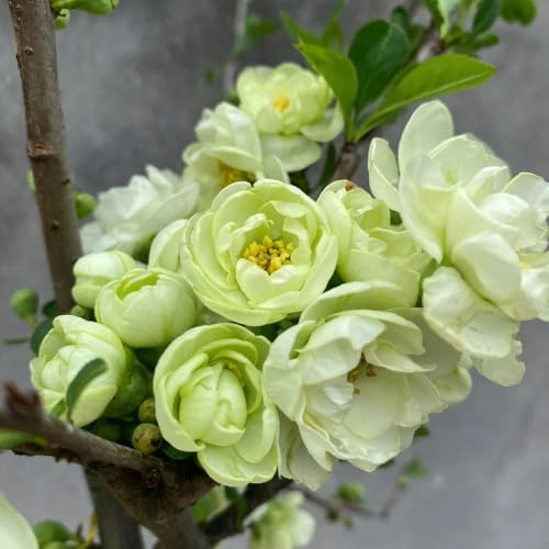 Malus Spectabilis Blumensamen, immergrüne winterhart begonie hängend winterharte für balkon stauden winterhart mehrjährig kaufen 30pcs