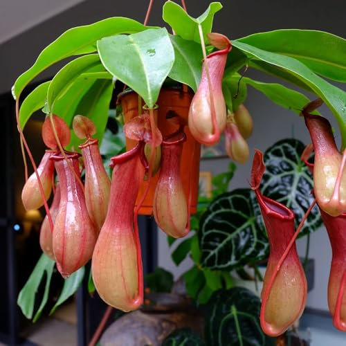 300 Pcs Kannenpflanze Samen - Fleischfressende Pflanzen Samen, Gartendeko Für Draußen Nepenthes Pflanze Samen, Deko Wohnzimmer, Pflanzen Züchten Sukkulenten Echte Pflanzen Grünpflanzen