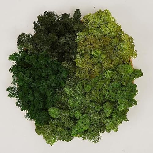 Prefleur Preserved Reindeer Mix Craft Moss Natural Green DIY Kit Gardenning Art Wall Decor Florist Easter Table Decor Wedding Decor (1lb)(White-01 Green-10-1 Green-13 Green-15 Green-17)(Style-33)