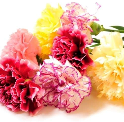 Carnation Giant Chabaud Super Claudia Mixed Seeds