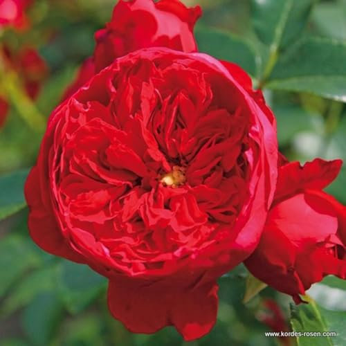2 x Rosier - Rosa 'Florentina' pot 25-30 cm - Le rosier grimpant Kordes avec des fleurs d'un rouge profond et une grande résistance