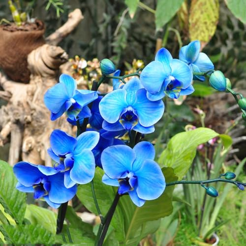 orquídeas phalaenopsis semillas silvestres semillas jardín resistentes al invierno verano silvestres balcón temprano 250pcs