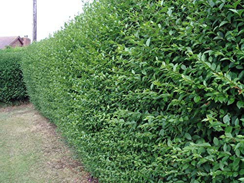 10 Green Privet Hedging Ligustrum Plants Hedge 2-3ft, 60-90cm,Quick Growing Evergreen 3fatpigs®