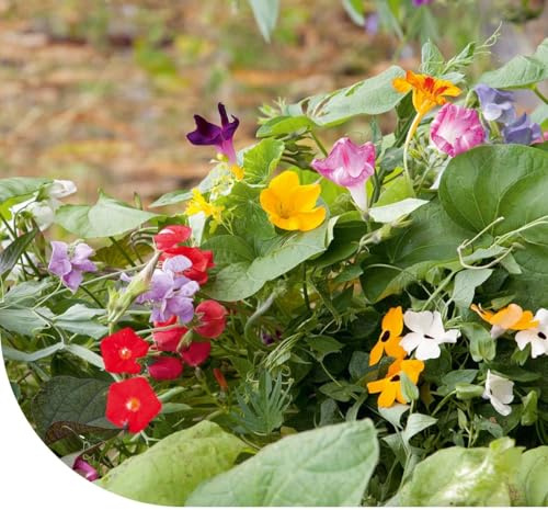 MRS Mélange de plantes grimpantes - 250g pour 125 m² - Graines de fleurs - Plantes annuelles et vivaces - Croissance rapide