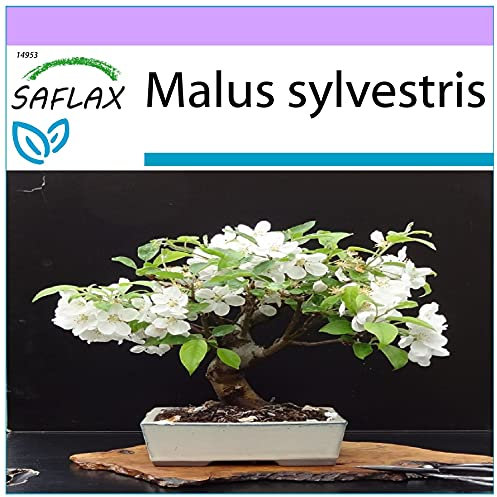 SAFLAX - Pommier sauvage - 30 graines - Malus sylvestris