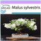 SAFLAX - Manzano silvestre - 30 semillas - Malus sylvestris