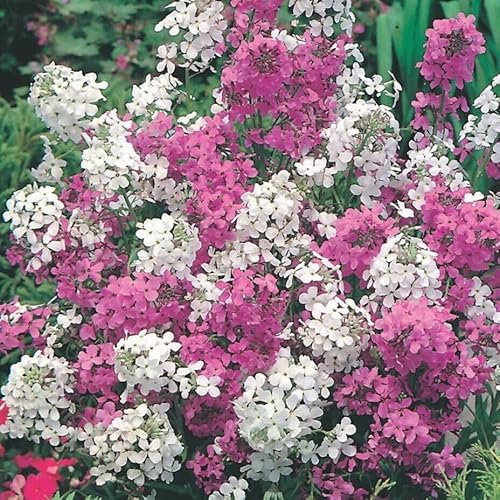 Sweet Rocket Mixed - Hardy Perennial Hesperis matronalis White and Pink Flower Cottage Garden 500 Fresh Seeds