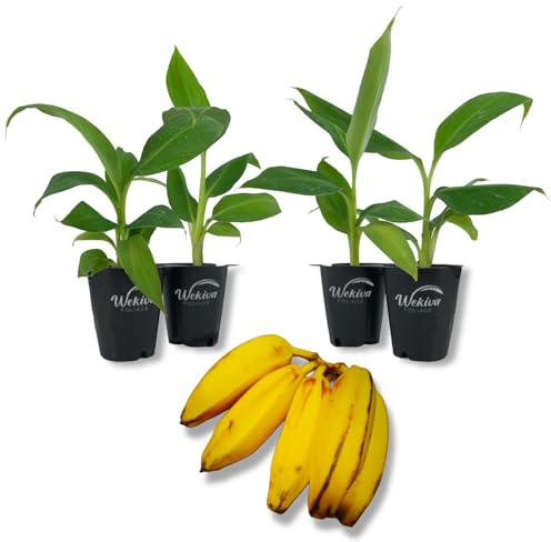 Basjoo Banana Tree - 4 Live Starter Plants - Musa - Edible Fruit Bearing Tree for The Patio and Garden