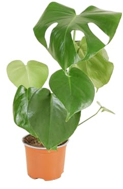 Bloomique - Monstera deliciosa - Pianta con foglie forate - Pianta da interno - Purifica l’aria - Facile da curare - Alta 30-40 cm - Vaso 12 cm