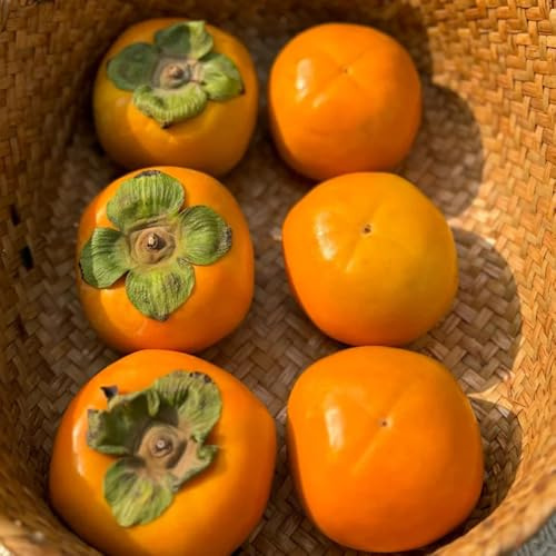 Semillas de caqui, Diospyros kaki, columnar resistente de caqui resistente, exóticas regalos sostenibles para mujeres semillas de frutas de jardín 8pcs
