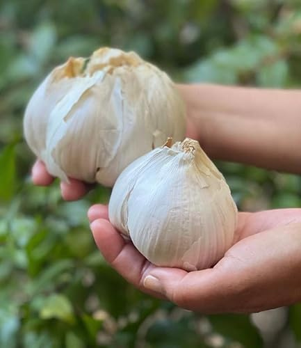 Elephant Garlic 2 Huge Bulbs