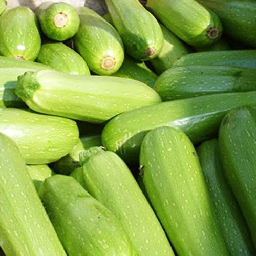 Haloppe 30 Stück Zucchini-Gemüse-Samen für den Hausgarten, Zucchini-Samen, grünes Pflanzen, Gemüsesamen für den Bauernhof Zucchini-Samen