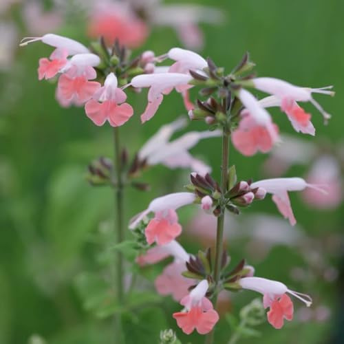Semillas de salvia, para jardin Semillas de Salvia japonica, de jardín 250pcs