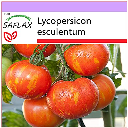 SAFLAX - Tomat - Tigerella - 10 Frön - Lycopersicon esculentum