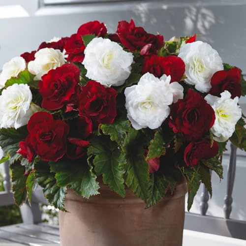 Bulbes de BÉGONIA | Bulbes des meilleurs producteurs néerlandais | Sélection exclusive et contrôle qualité | Floraison garantie (5 Bulbes de Bégonia Double Rouge Foncé et Blanc)