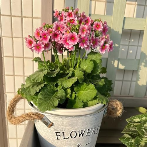 Semi di primula-facile da piantare semi di recisi-molto adatti alle e agli insetti Decorazione 250pcs