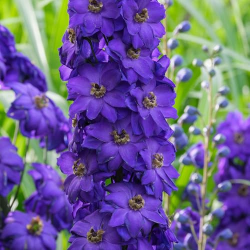 Delphinium Dark Knight: espuela de caballero para jardín exterior