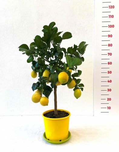 Limone Carrubaro in Vaso Ø20 cm – Agrume Tradizionale Siciliano – Prodotto in Sicilia dal Vivaio uJardinu – Pianta da Esterno Sempreverde e Profumata