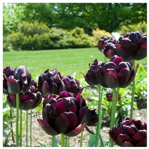 Tulipano Bulbi Intatti, Bulbi di Tulipani,Turgidi, Compatti, Tulipani bulboso,Sani, Robusti, Vigorosi-8 bulbi-A