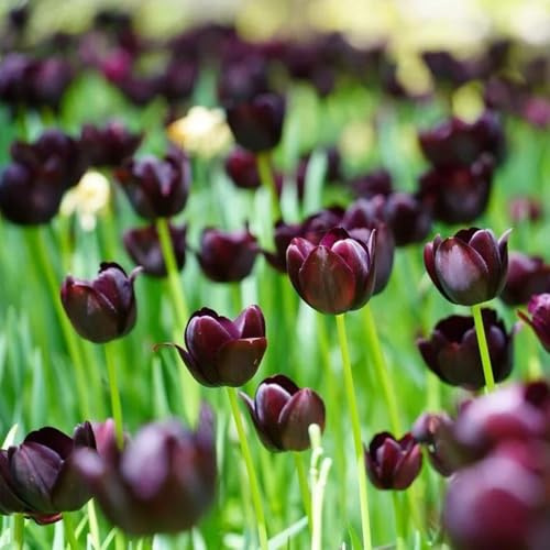 bulbi di tulipano, giardino roccioso resistenti, adatte al pieno sole intern in vaso 12pcs